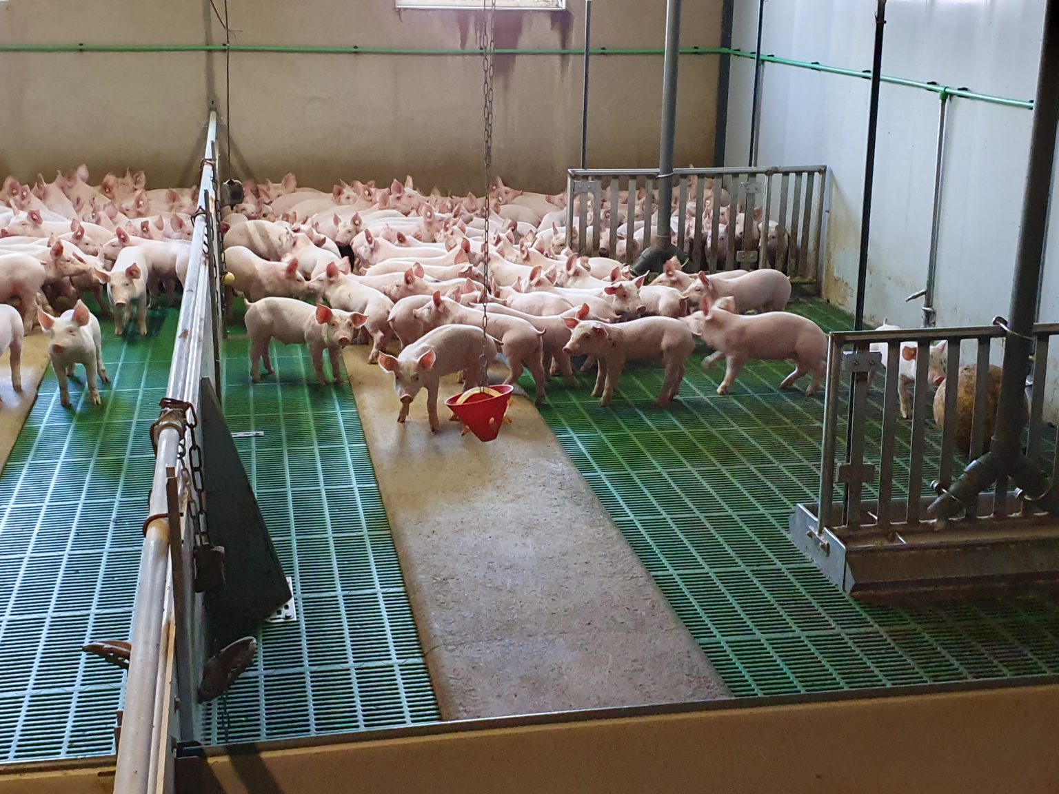 Ferkelaufzucht PIGS XL